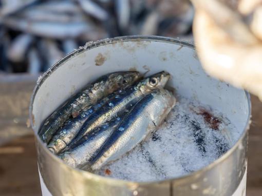 Održana Fažanska škola soljenja srdela
