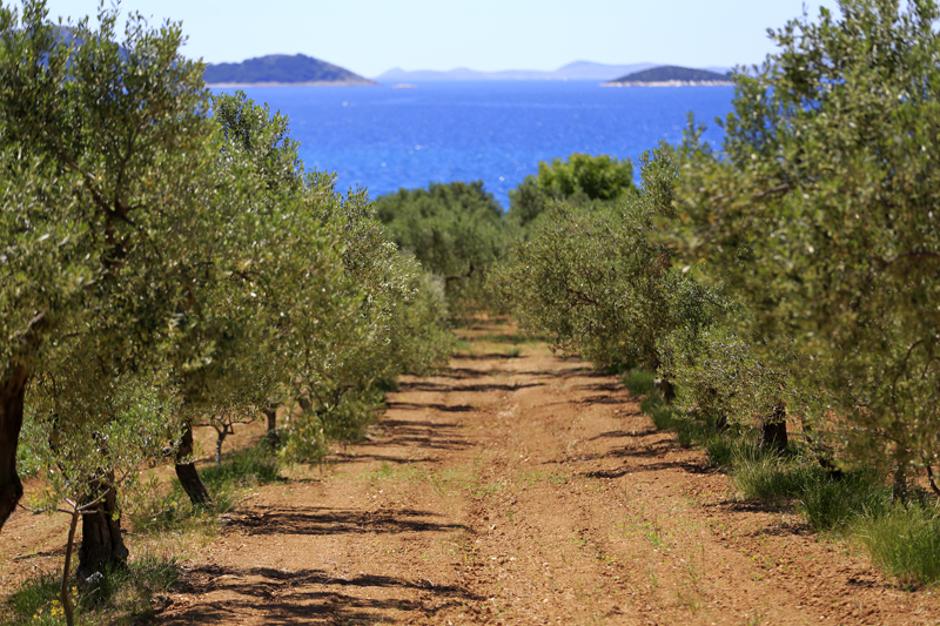 pakoštane, maslinova ulja | Author: Boris Kacan