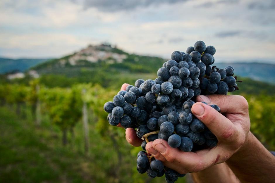 bertoša teran, vinistra, decanter | Author: Merlo De Graia