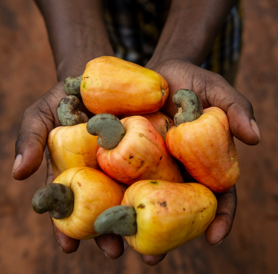 cashew jabuka, indijska jabuka | Author: Farm Africa/Kevin Quma