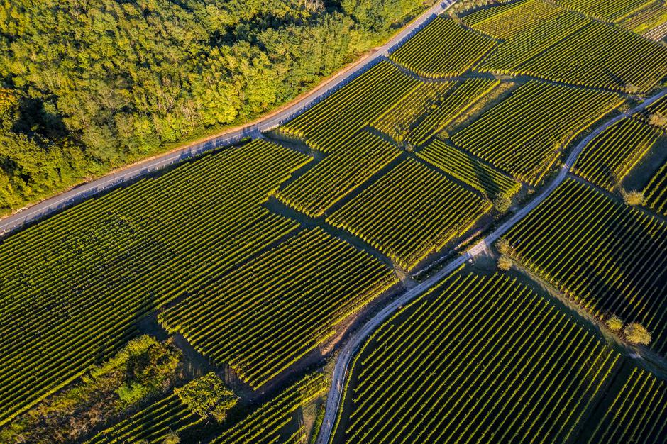 pavlomir vinogradi | Author: Luka Tabako