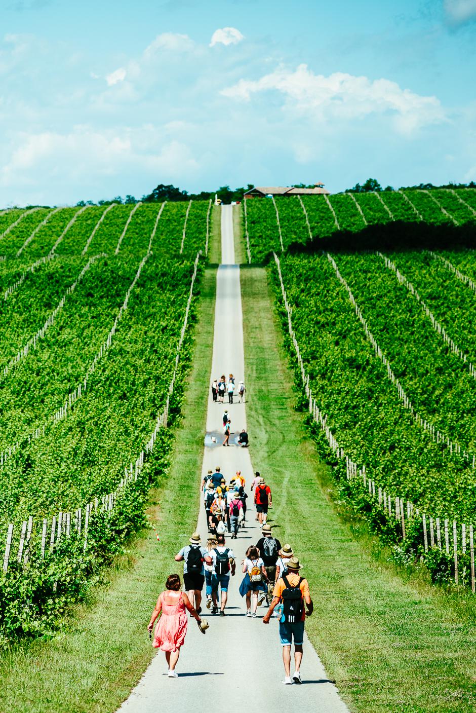 Baranja Wine&Walk | Author: Nenad Milić