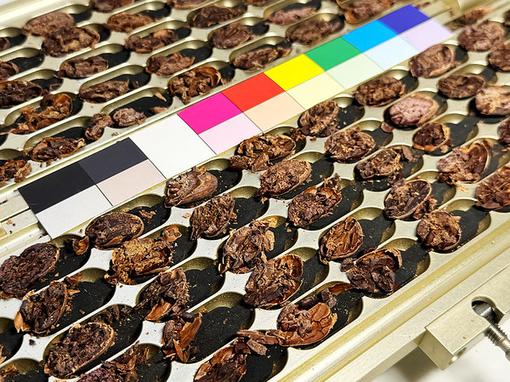 Dodijeljene nagrade Cacao of Excellence