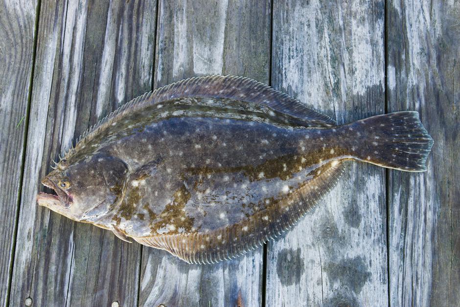 halibut, riba | Author: Brian Yurasits/Unsplash