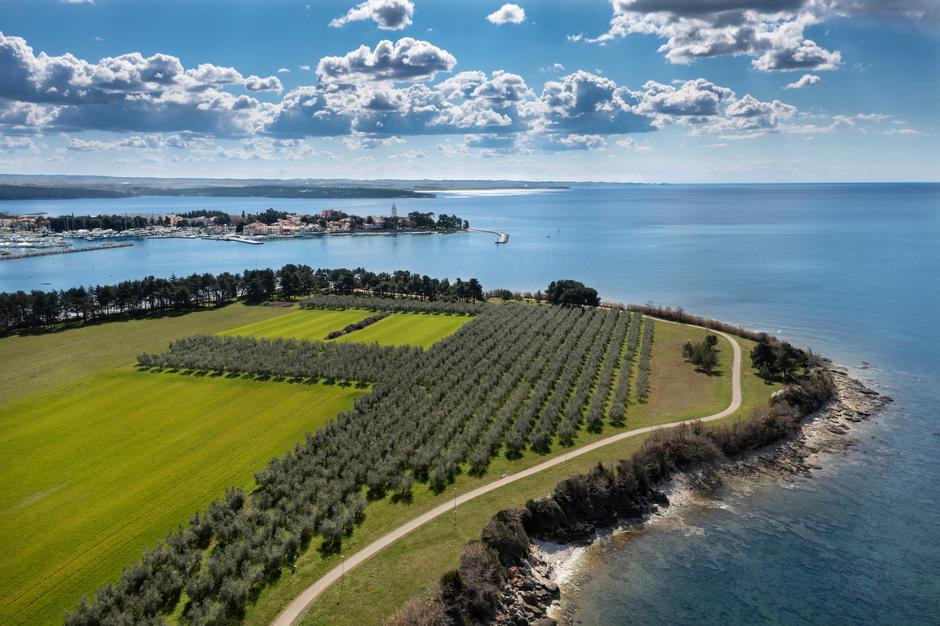 aminess vergal maslinovo ulje | Author: Press