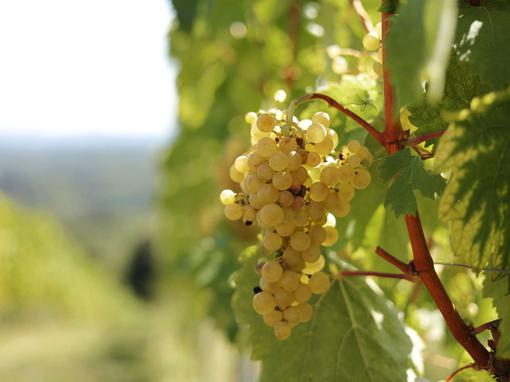 zagorski vinari, bregovita hrvatska
