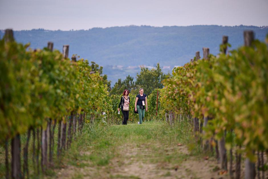Teran Wine & Walk | Author: Merlo De Graia