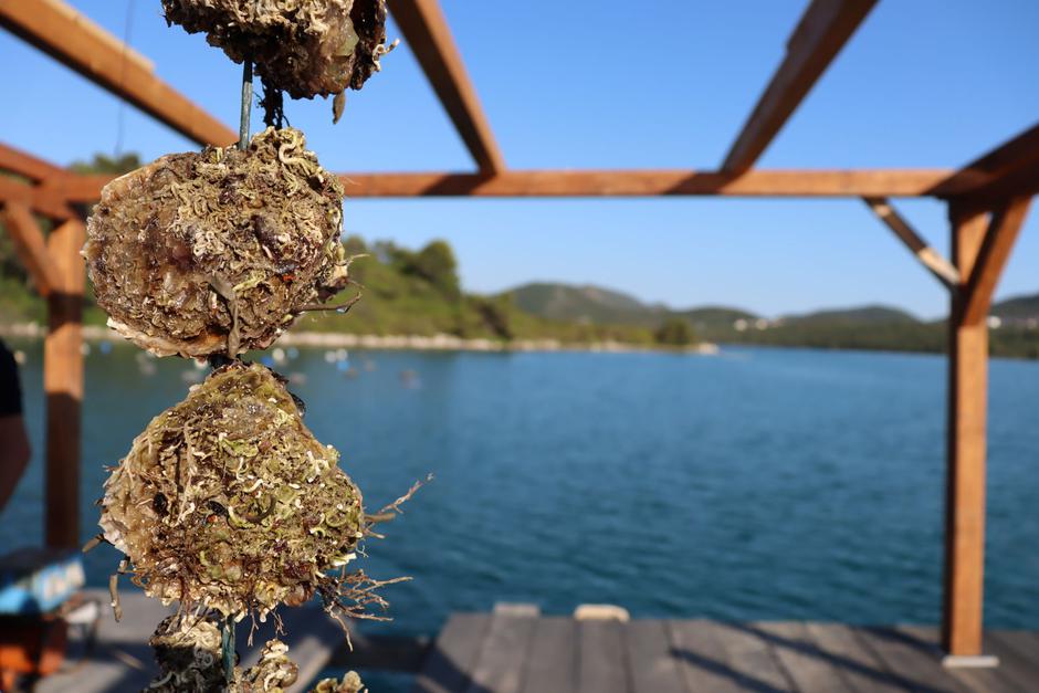 gourmet autuhentic, kapetanova kuća, lidja kralj | Author: Kapetanova kuća
