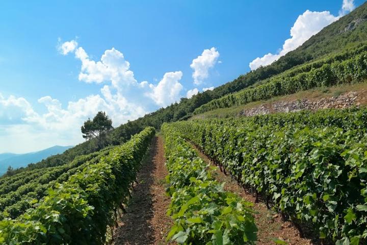 Savršeno sljubljivanje dalmatinske spize i vina Bedalov