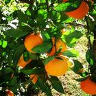Domaće mandarine