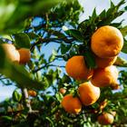 kaufland, mandarine