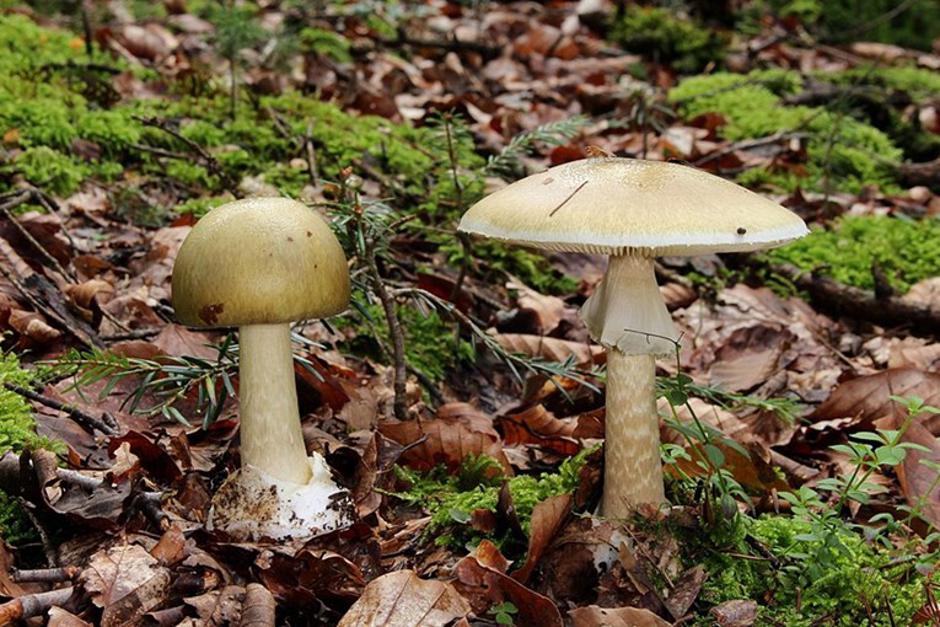 zelena pupavka, otrovna gljiva | Author: Holger Krisp/Wikimedia