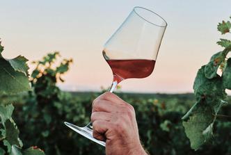 vino, vinograd