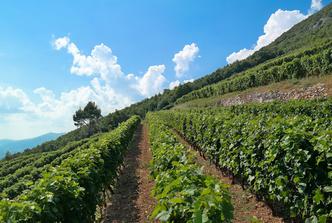 Savršeno sljubljivanje dalmatinske spize i vina Bedalov