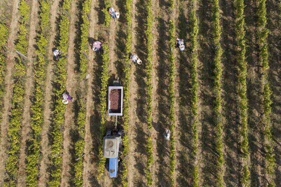 Pogled iz zraka na vinograde Ivana Enjingija | Author: Luka Stanzl/PIXSELL