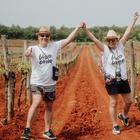 viva vino vižinada, wine&walk