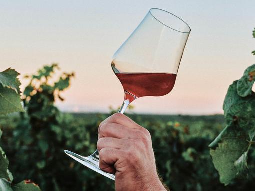 vino, vinograd