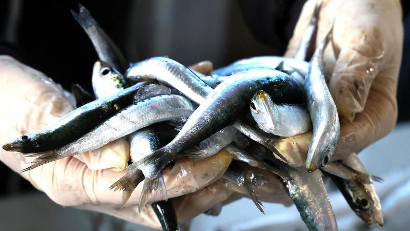 Kraj lovostaja: Imamo top 5 na&ccaron;ina za pripremanje srdela