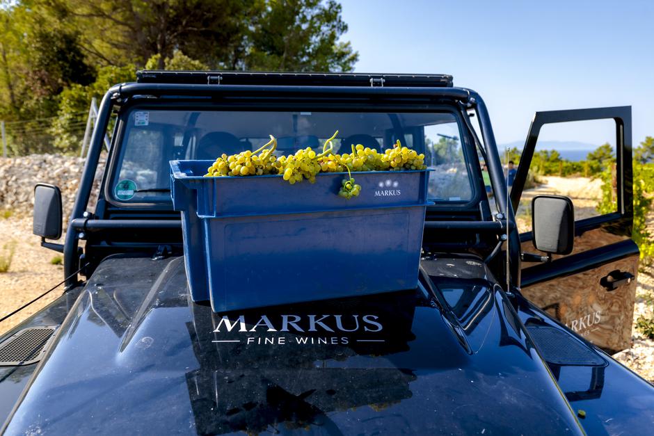 Markus Wines | Author: Miroslav Lelas