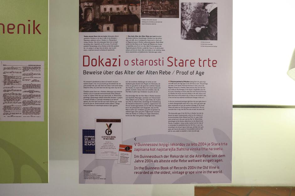 Maribor: Najstariji trs na svijetu sorte modra kavčina | Author: Robert Anic/PIXSELL