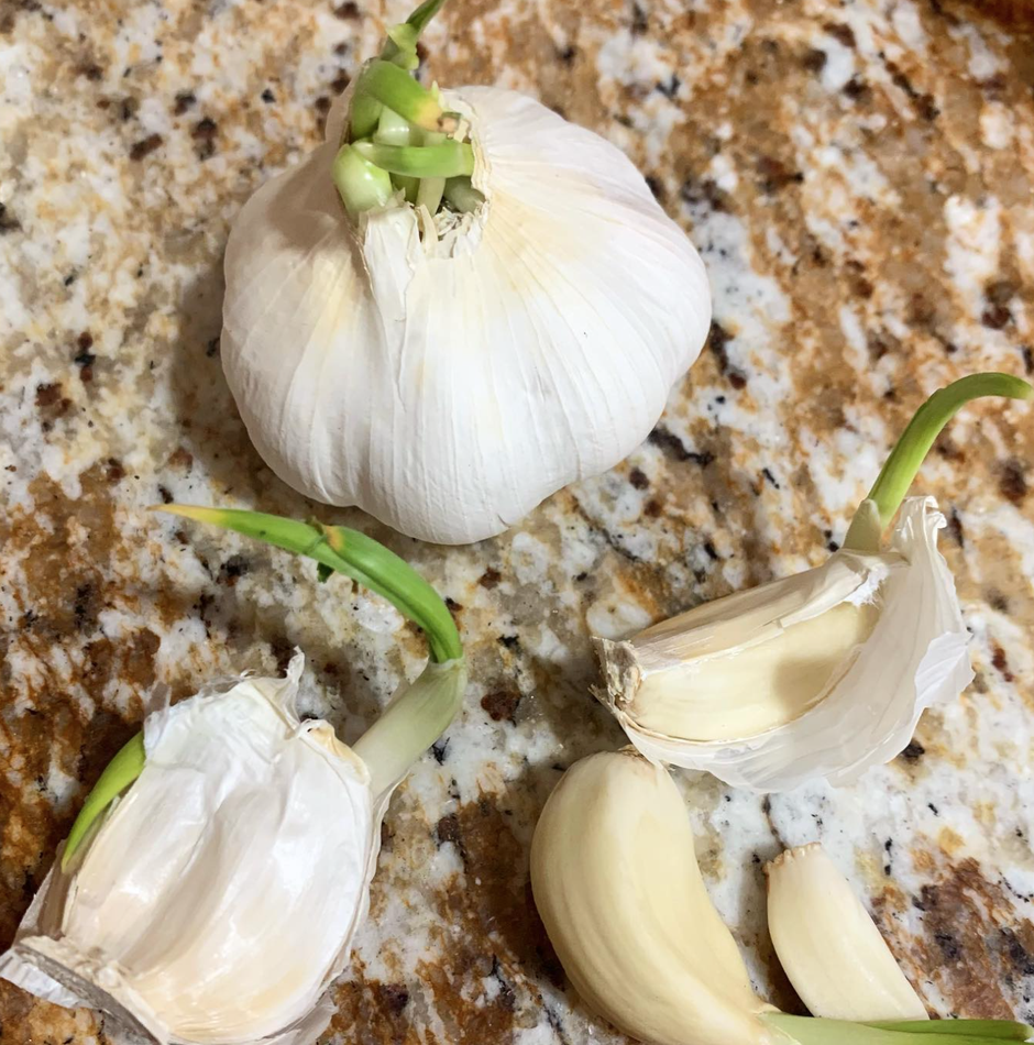Je li proklijali češnjak dobar za jelo | Author: Instagram @garden_alf