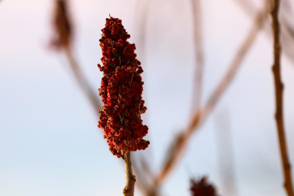 sumac | Author: Danielle Claude Belanger/Unsplash