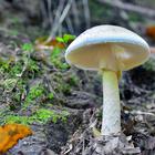 amanita phalloides