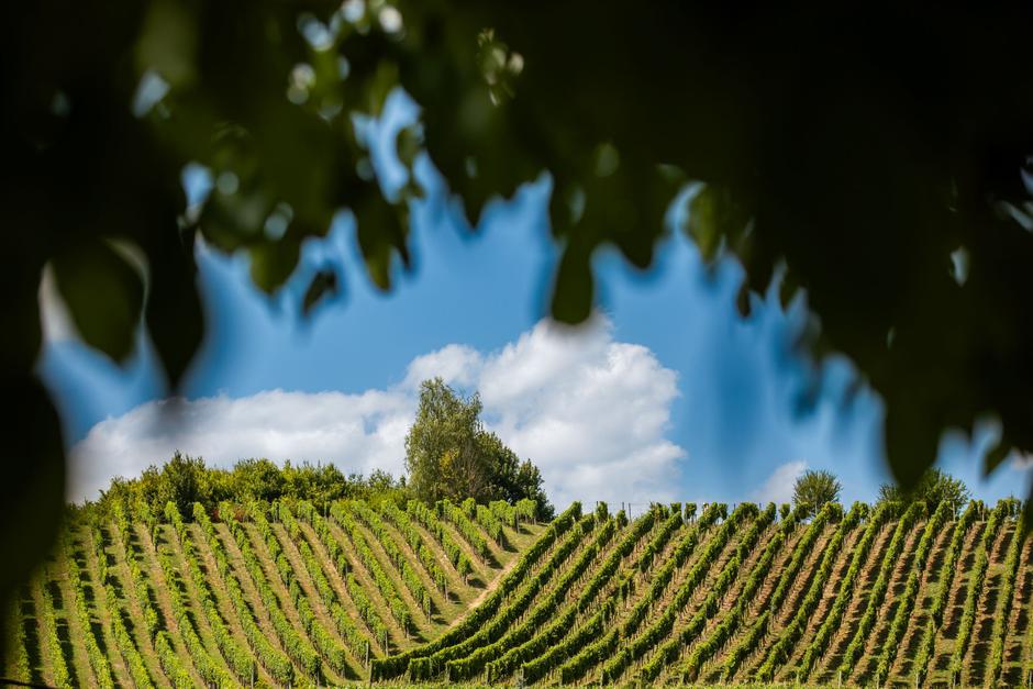 željko garmaz vinske priče, hrvatsko zagorje | Author: Press