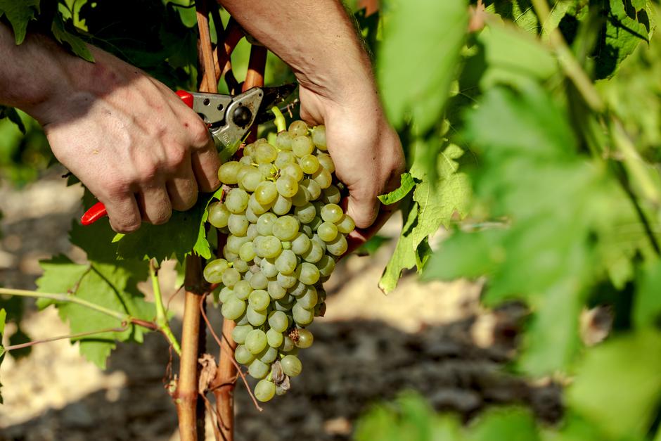 Markus Wines | Author: Miroslav Lelas