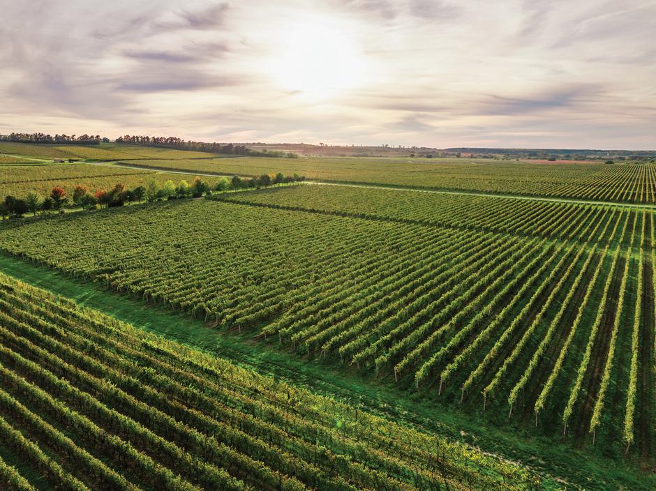 iločki podrumi | Author: Arhiva Iločkih podruma