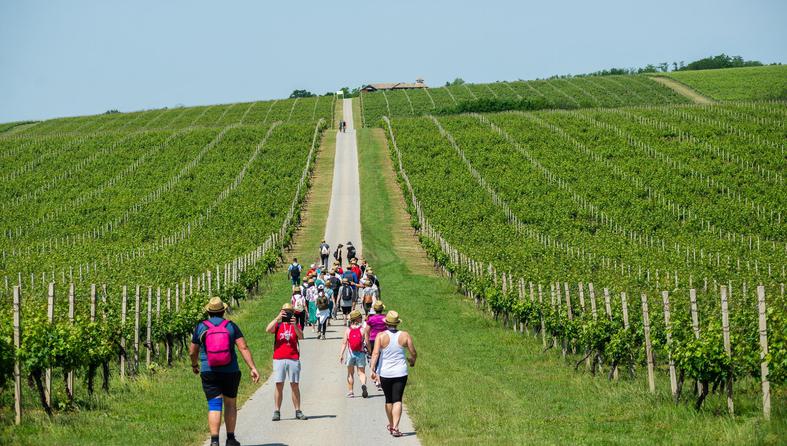 baranja wine and walk