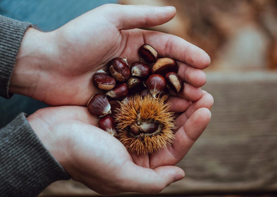 kesteni | Author: Sebastien Bourguet/Unsplash