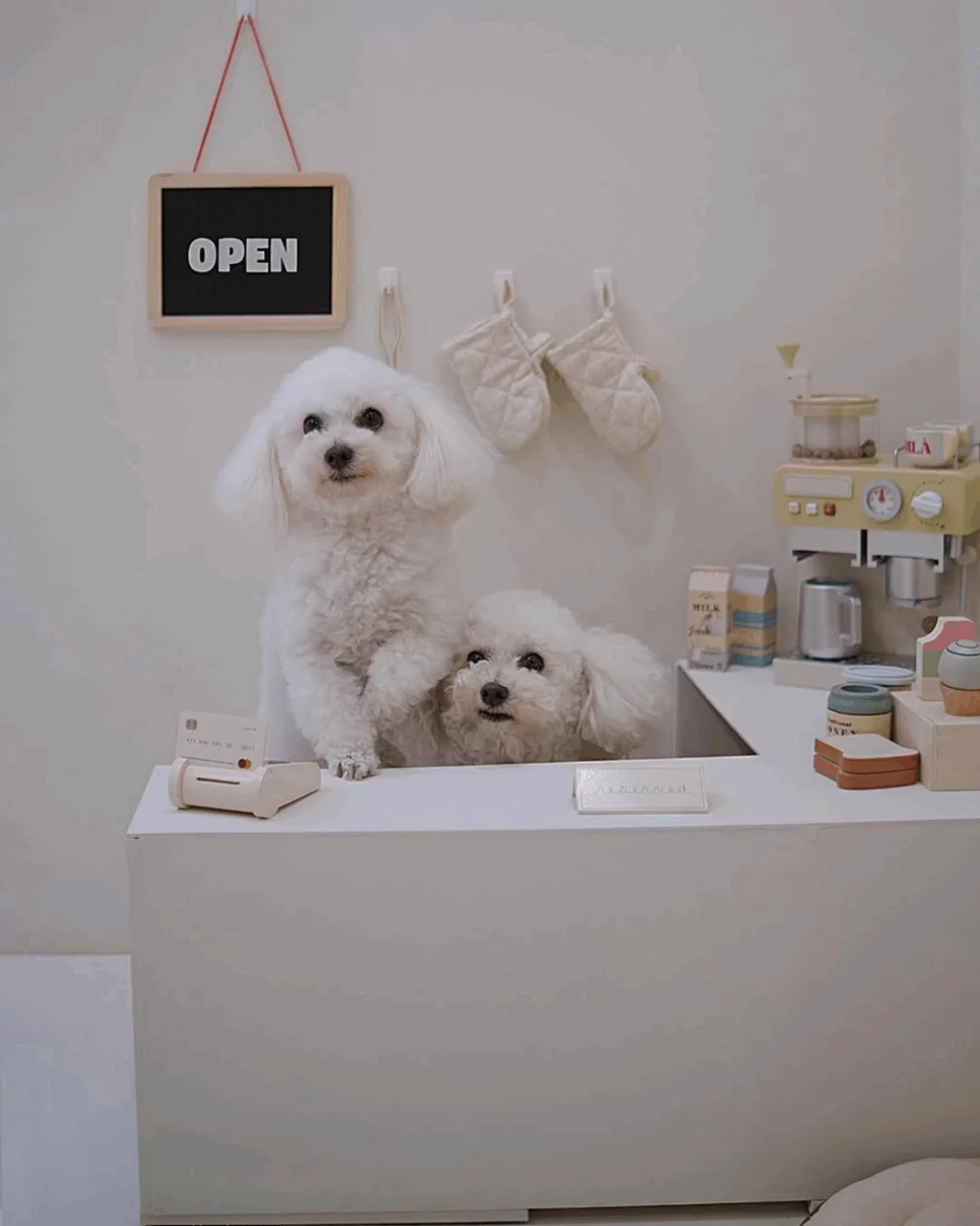 voila concept store, kafić za pse | Author: Instagram @voilaconceptstore