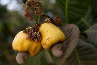 cashew jabuka, indijska jabuka