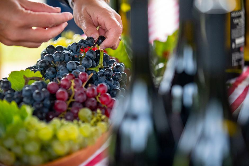 Slavonija i Podravina, wine not | Author: Matija Turkalj