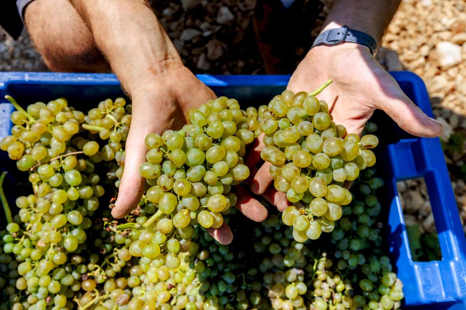 Markus Wines | Author: Miroslav Lelas