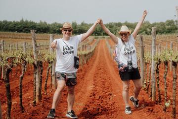 viva vino vižinada, wine&walk