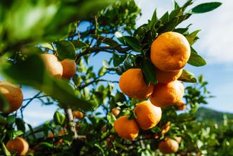 kaufland, mandarine