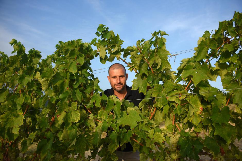 OPG Robi Bertoša u Kaldiru | Author: Sasa Miljevic/PIXSELL