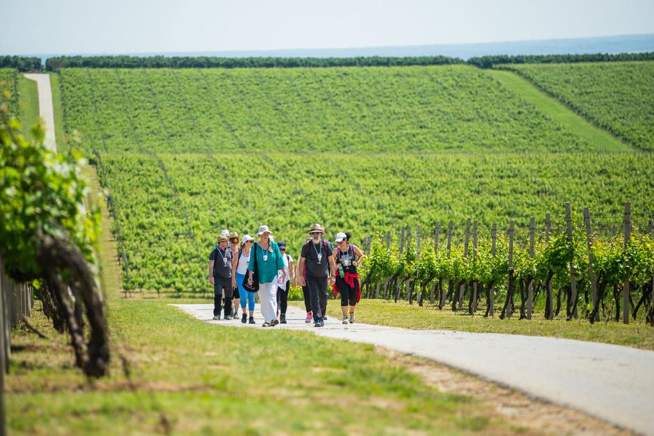 baranja wine and walk | Author: TZ Baranje