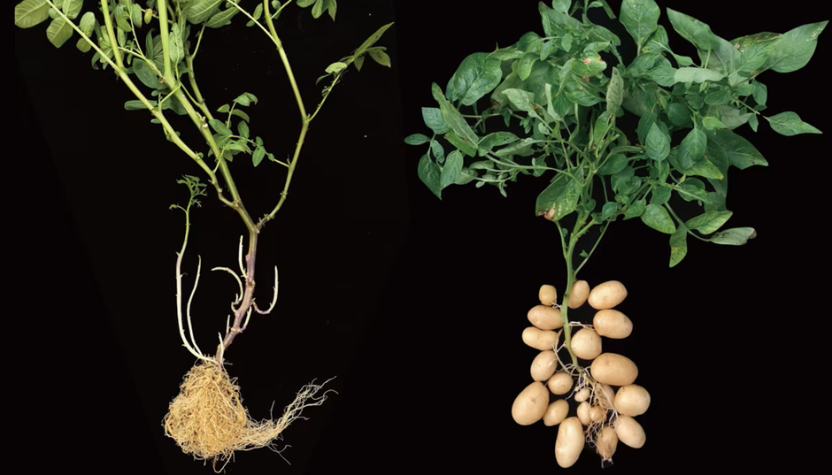 krumpir, rajčica | Author: Agricultural Genomics Institute at Shenzhen (AGIS-CAAS)