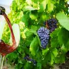 točenje vina vinograd.jpg