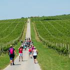 baranja wine and walk