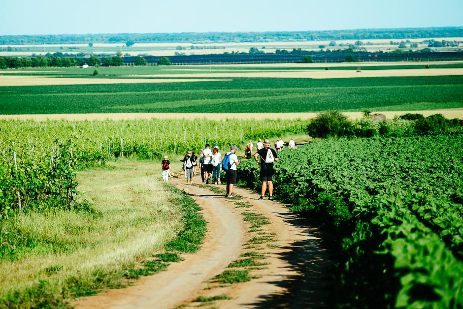 Baranja Wine&Walk | Author: Nenad Milić