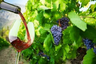 točenje vina vinograd.jpg