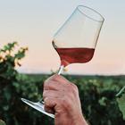vino, vinograd