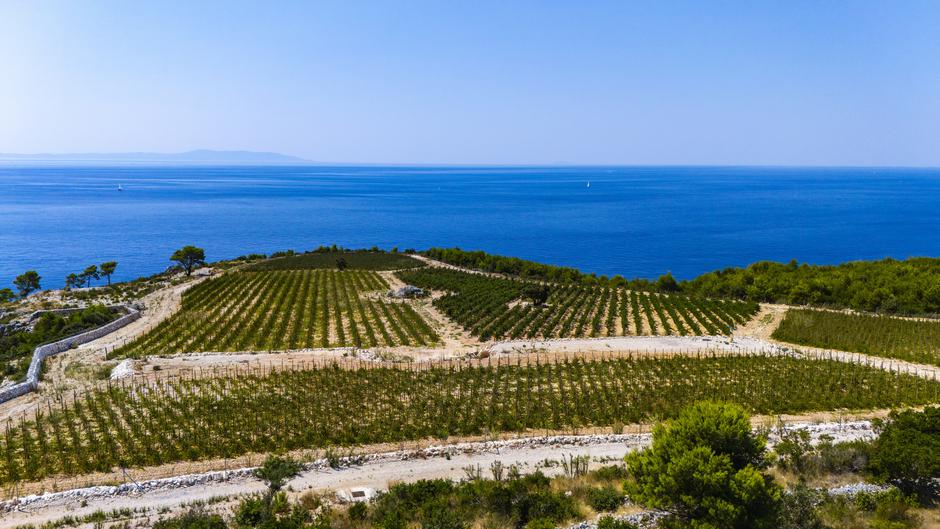 Markus Wines | Author: Press