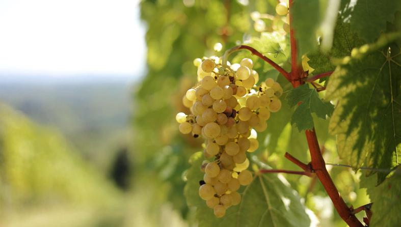 zagorski vinari, bregovita hrvatska