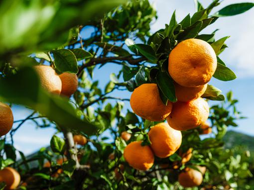 kaufland, mandarine