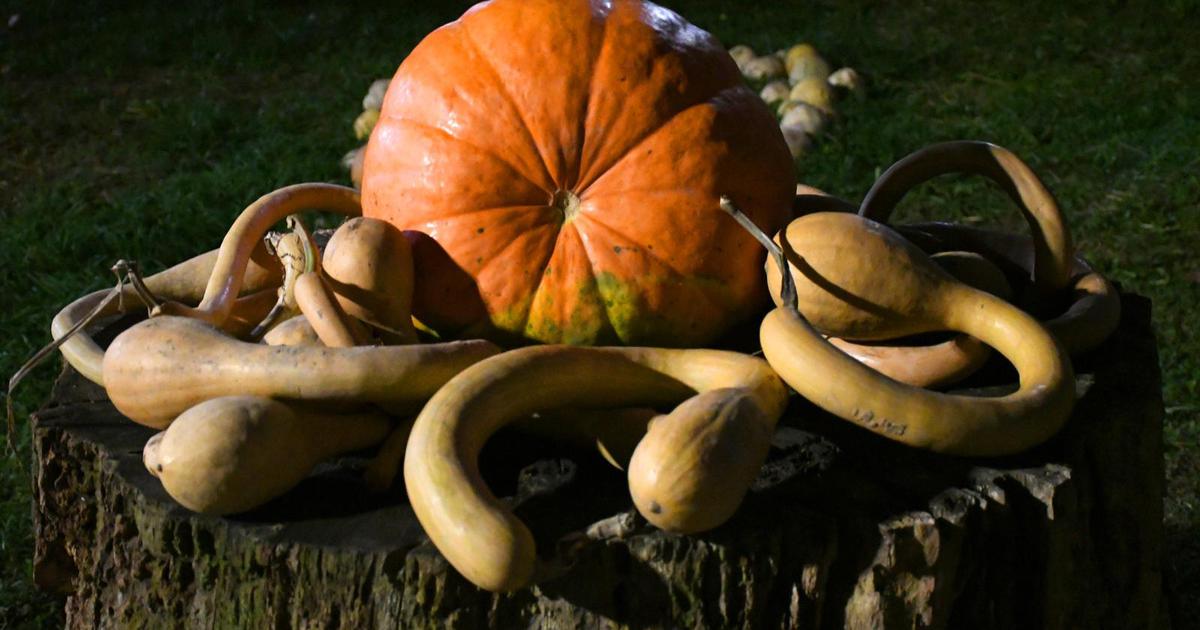 Pivo i praline od buče moći će se kušati na Bučijadi